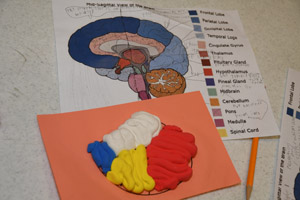 a color-coded chart showing different areas of the brain and a color-coded three dimensional model next to it
