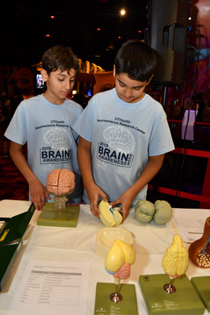 Two boys disecting a plastic human brain
