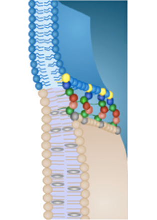 Organization of Ras proteins in membrane domains
