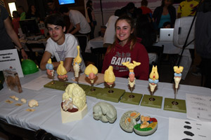 two teenagers involved with a series of brain model parts
