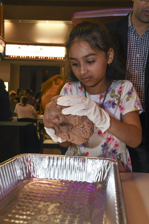 young girl wearing surgeons gloves lifting and examining a human brain