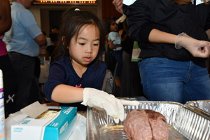 A smal girl examining a preserved human brain