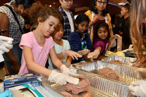 A smal girl in a pink shirt examining the cleavage of the two hemispheres of a preserved human brain