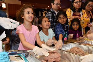 a small girl wearing a pink shirt examining a preserved human brain