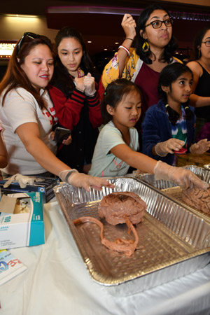A woman and a child gingerly poking at preserved human brains