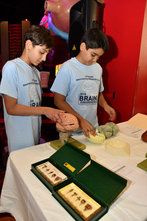 Two tween boys bravely playing with a plastic model of the human brain