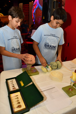 Two boys playing with a take-a-part plastic brain