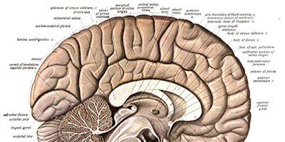 Human brain bisected in the sagittal plane, showing the white matter of the corpus callosum, it is labelled. This image was drawn in 1909 by Dr. Johannes Sobotta for the Atlas and Text-book of Human Anatomy Volume III Vascular System, Lymphatic system, Nervous system and Sense Organs