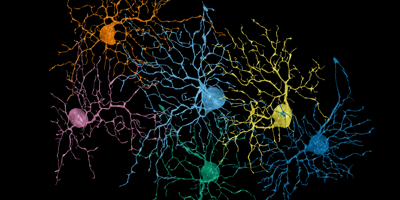 Macaque retinal neurons reconstructed from electron micrographs